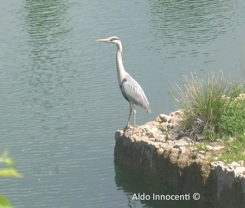 PARCO DELL'ACQUA: AIRONE 7' IMMAGINE